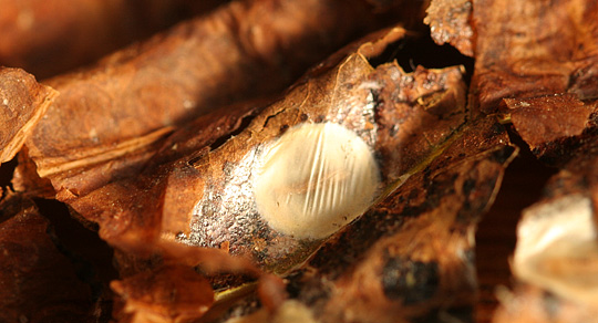 Kastanjeminermøllets larve spinder sig ind i en kokon.