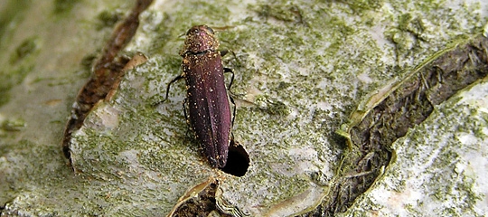 Tjørnepragtbille, Agrilus sinuatus