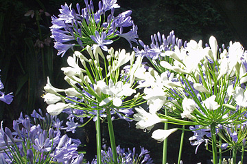 Skærmlilje, Agapanthus