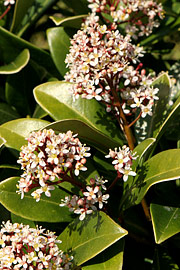 Skimmia