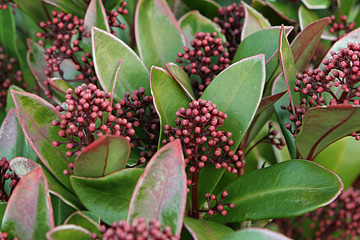 Skimmia har læderagtige, blanke blade og lyserøde blomsterknopp