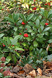 Skimmia japonica