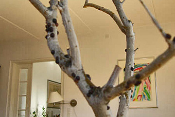 Skjoldlus ses som sorte klatter på stammen på oliventræet