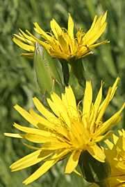 De flotte gule kurvblomster er blomsterne af grønsagen skorzonerrod.