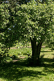 Et helt utroligt flot pæretræ i Tagensvej Skolehaver.