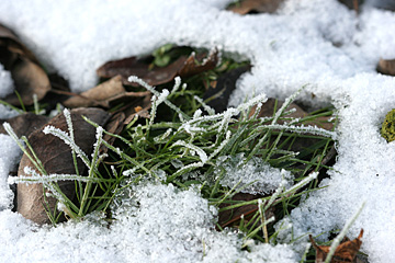 Snedækket græsplæne