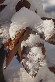 Klippede bøgehække luner i haven og er smukke, når sneen lægger sig.