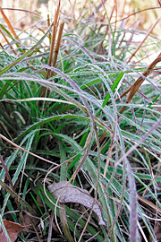 Snefrytle i april.