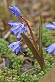 Snepryd, Chionodoxa forbesii, er en smuk lille blå blomst, som gerne vokser i haver, også i græs.