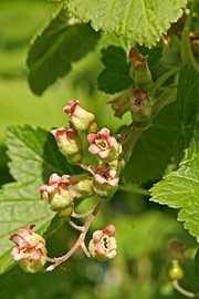 Solbær blomst