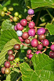 Ampelopsis brevipedunculata