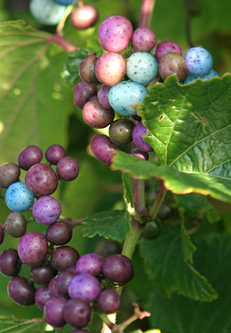 Ampelopsis brevipedunculata var. maximowiczii