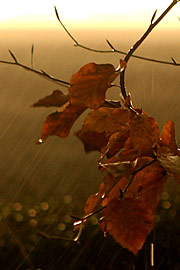 Regnvejr i november