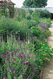 Blomsterkarse og dusksalvie forrest i et stort blomsterbed.