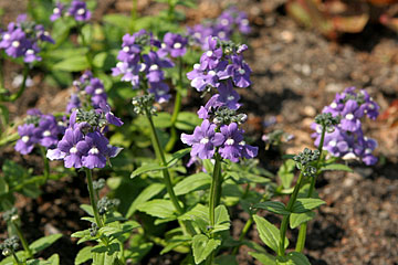 Nemesia hybrida ‘Aromatic Blue’