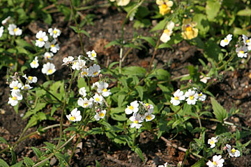 Nemesia hybrida ‘Sunsatia coconut’