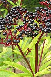 Sommerhyld, Sambucus ebulus, er let giftig