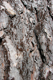 Afskallende bark på sortfyr, Pinus nigra