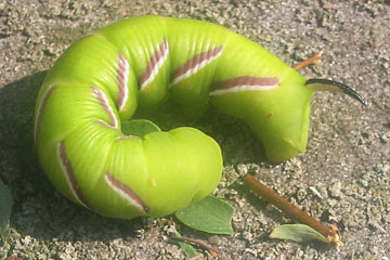 Ligustersværmerens larve, Sphinx ligustri