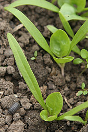 Spinatplanter