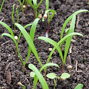Kimplanter af spinat