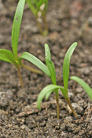 Frø af spinat kan godt spire, hvis februar er mild.