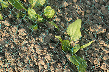 Spinat til overvintring dækket med net