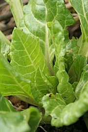 Spæde spinatbedeblade kan bruges i salatskålen.
