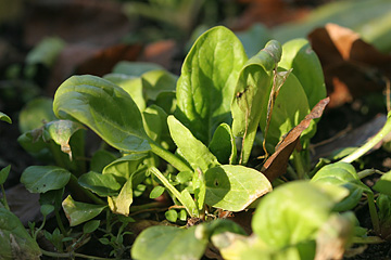 Spinatplanter