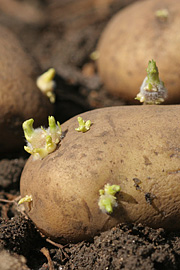 Læggekartofler skal stilles lyst, så de opnår tykke, korte spirer