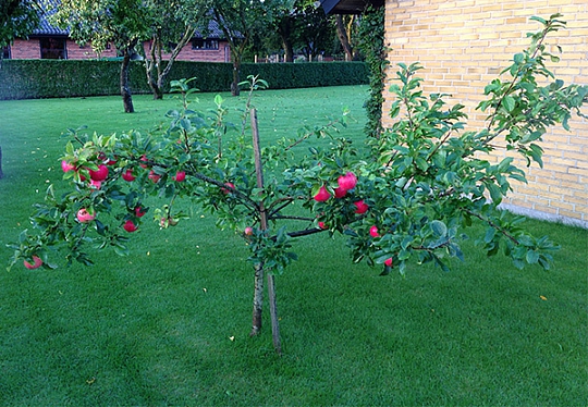 lovende mastermind balkon Havenyt.dk - Hvordan får vi vores unge æbletræ til at vokse i højden?