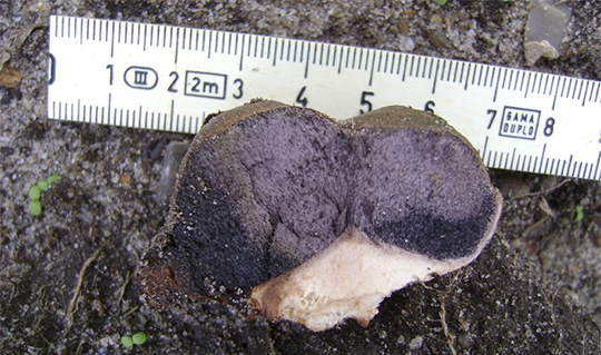 Scleroderma citrinum