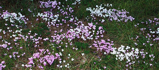 Cyclamen