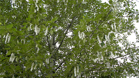 Populus trichocarpa