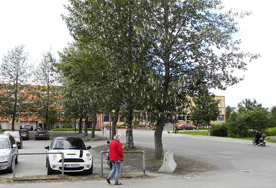 Populus trichocarpa