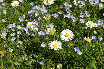 Bellis i græsplæne