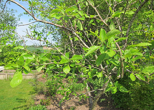 Blommetræ med døde grene