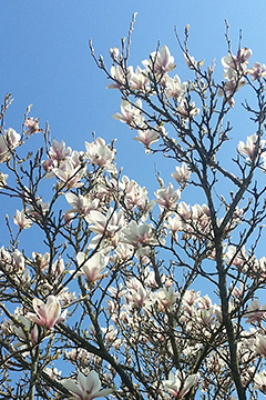 Magnolien blomstrer helt overdådigt