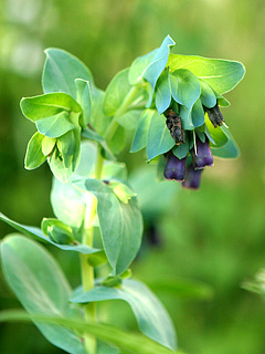 Cerinthe major