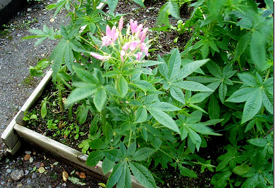 Stor frodig plante med lyserøde blomster