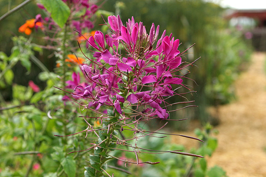 Cleome hassleriana