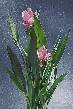 curcuma alismatifolia