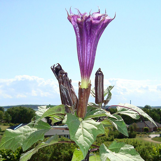 Datura