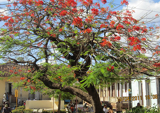 Delonix regia stammer fra Madagaskar