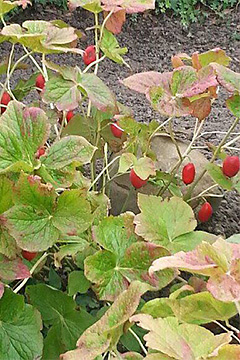 Podophyllum hexandrum