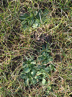 Ukrudtsplanter i græsset på fodboldbane