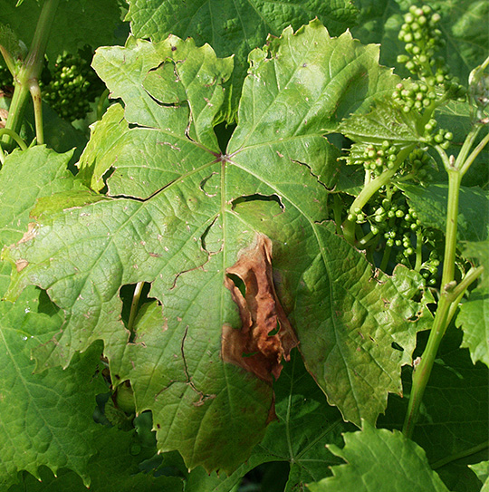 Haglskade på vin