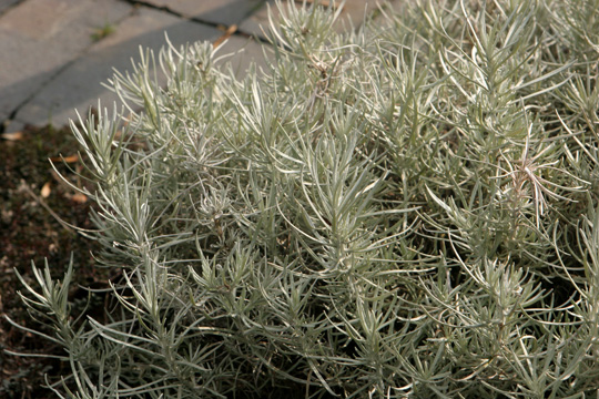 Helichrysum italicum