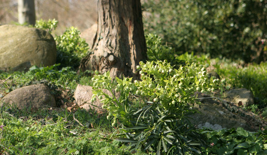 Helleborus foetidus