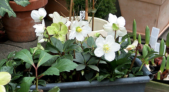 Helleborus niger til salg